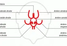 Quelle artère irrigue le cerveau ?