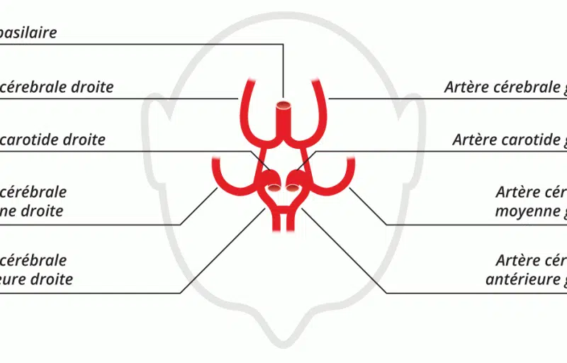 Quelle artère irrigue le cerveau ?