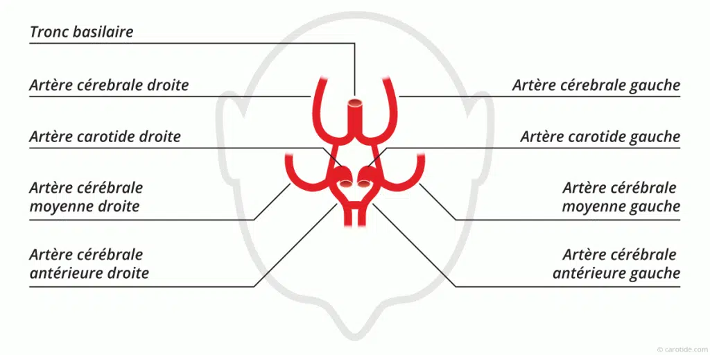 Quelle artère irrigue le cerveau ?